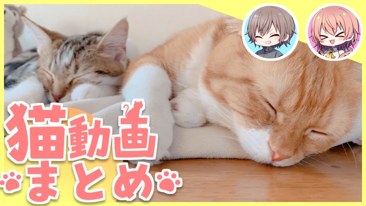 スコティッシュフォールドとマンチカンのいる日常 総集編#1 【ゆっくり実況】