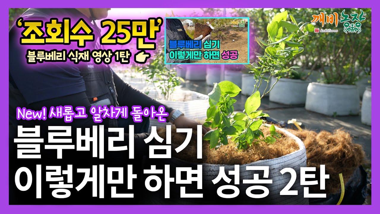 블루베리 심기 이렇게만 하면 성공2 / 식재 준비물 한번에 정리하기 / 성공적인 블루베리 식재 방법 / 블루베리 농장 조성 방법