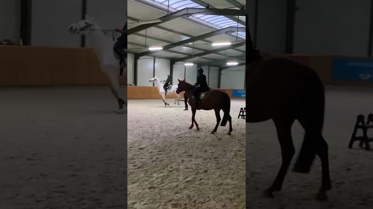 dzisiaj na nowym koniu siwa i prawie spadłam ona ma 180 w kłębie #horse #equestrian #wybijsie