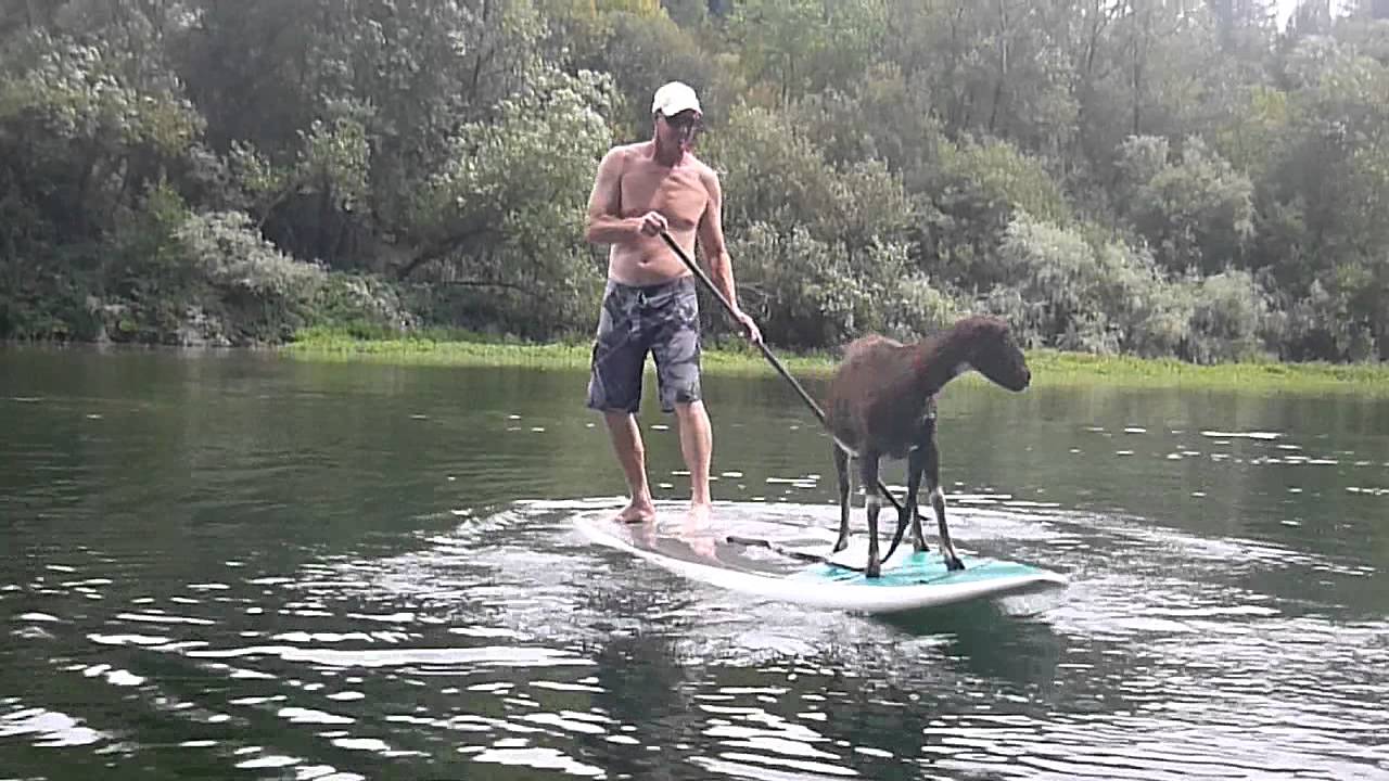 SUP Lesson:  How to do Pivot Turn with Goat