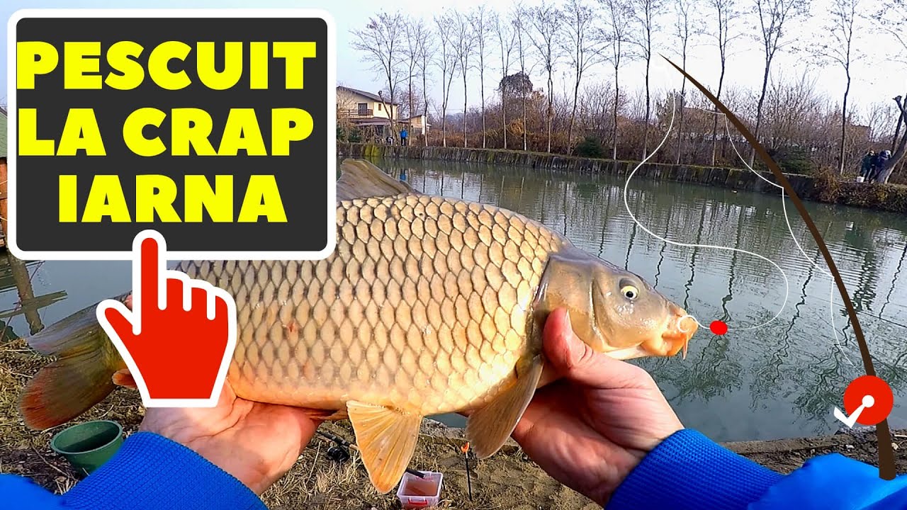 Pescuit la feeder &icirc;n Decembrie | Winter fishing at feeder in December