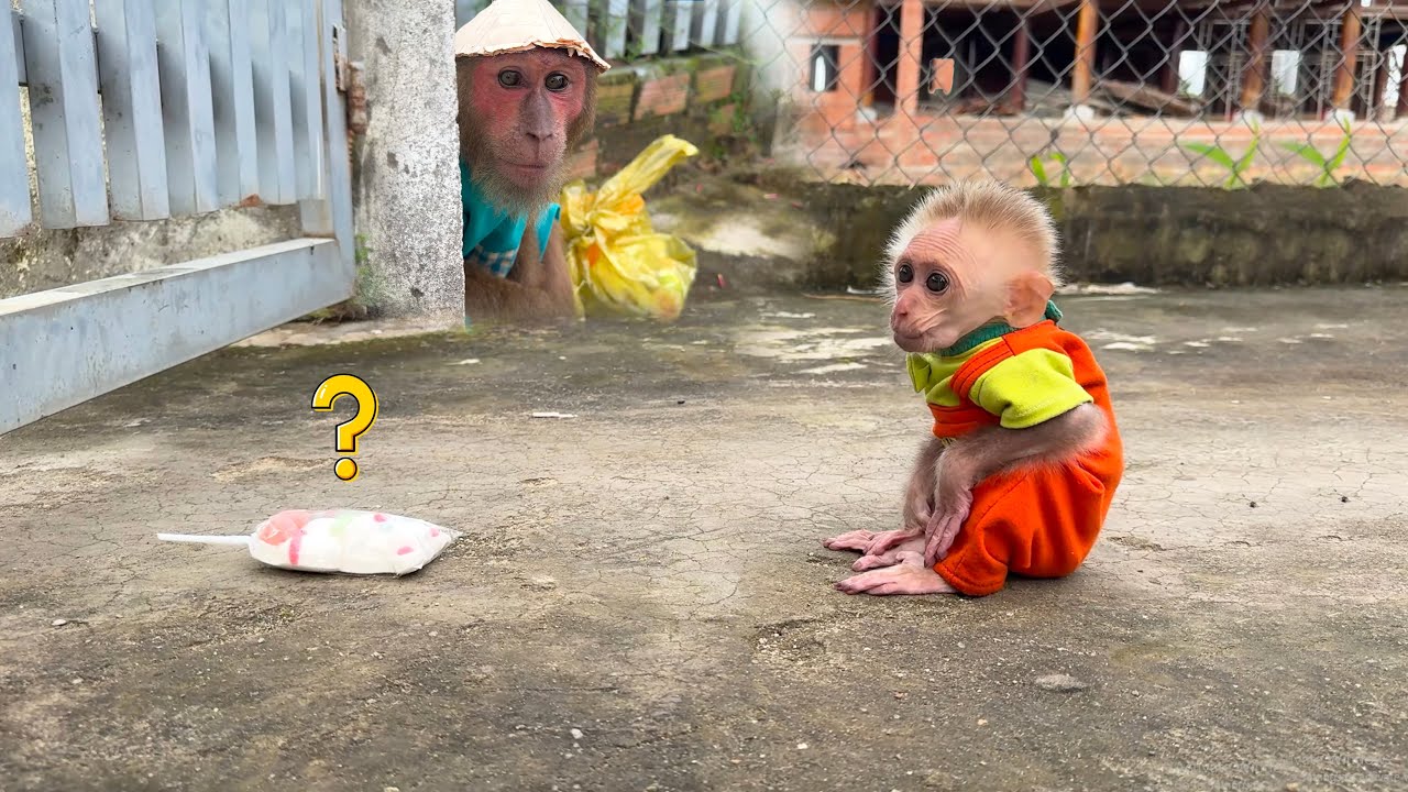 Everyone Was Surprised by CUTIS’ Meaningful Lesson for Baby Monkey