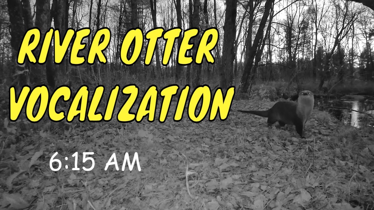 RIVER OTTER VOCALIZATION