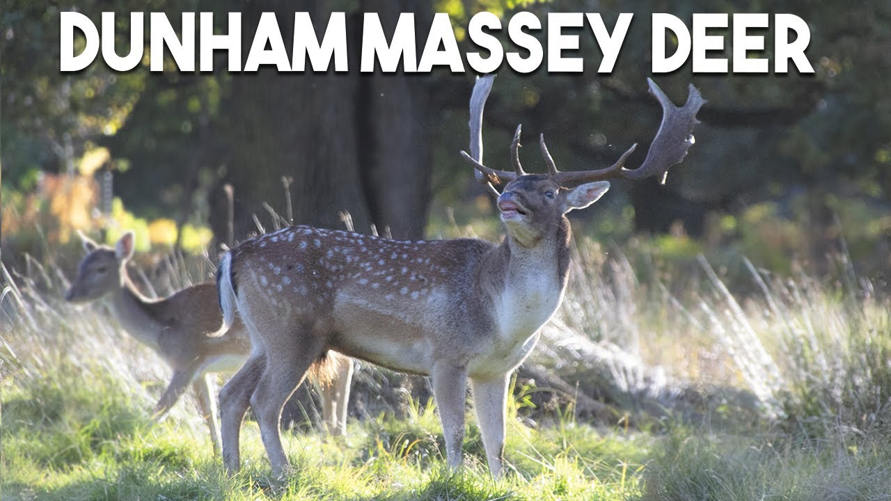 We Found Deer!!! | Dunham Massey And Outer Manchester