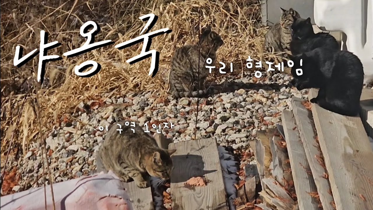 𝙑𝙇𝙊𝙂 | 야옹이 동생들 보고 엄마랑 하루 종일 놀아주는 타이트한 브이로그