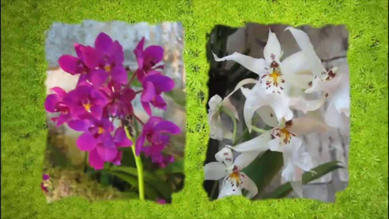 Singapore Garden Festival 2010: Singapore Orchid Show