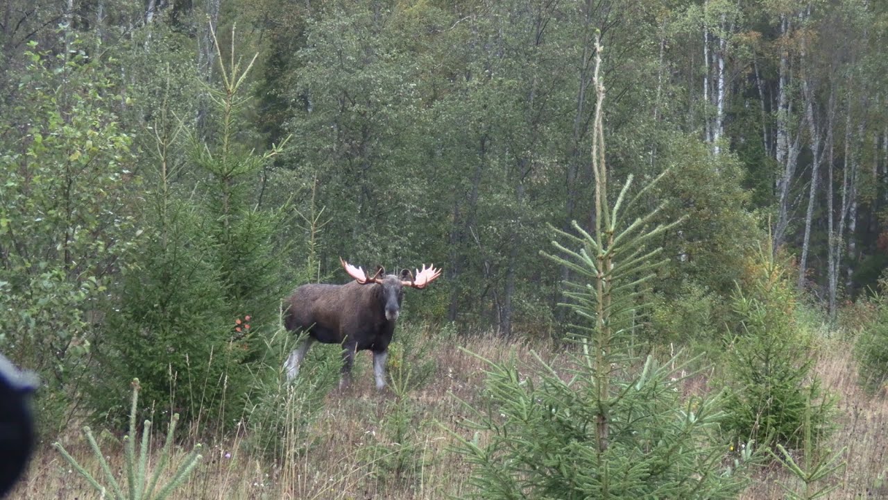На лося на реву 2020 г. (Rufjagd auf Elchwild 2020)