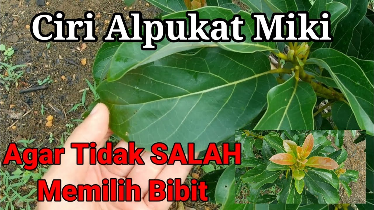 Ciri Daun Alpukat Miki, Alpukat Miki Depok / Miki Avocado Traits
