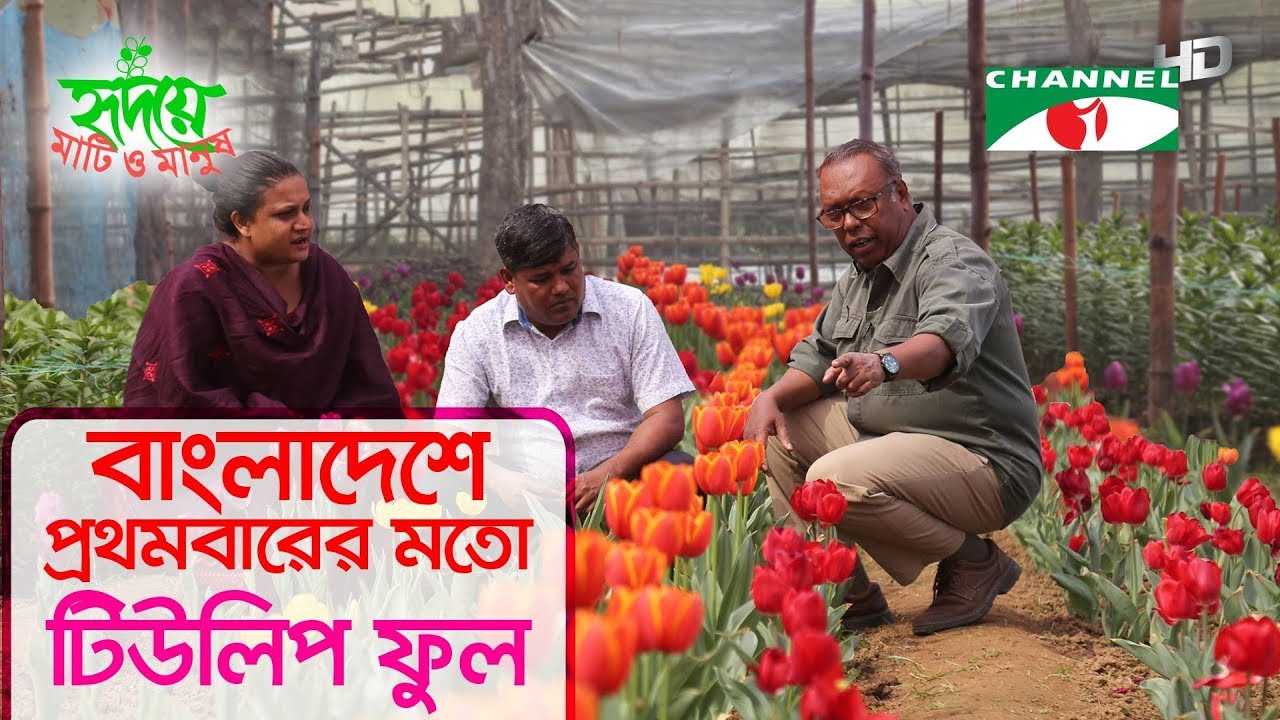 বাংলাদেশে প্রথমবারের মতো টিউলিপ ফুল চাষ শুরু করল তরুণ দম্পতি | Shykh Seraj | Channel i |