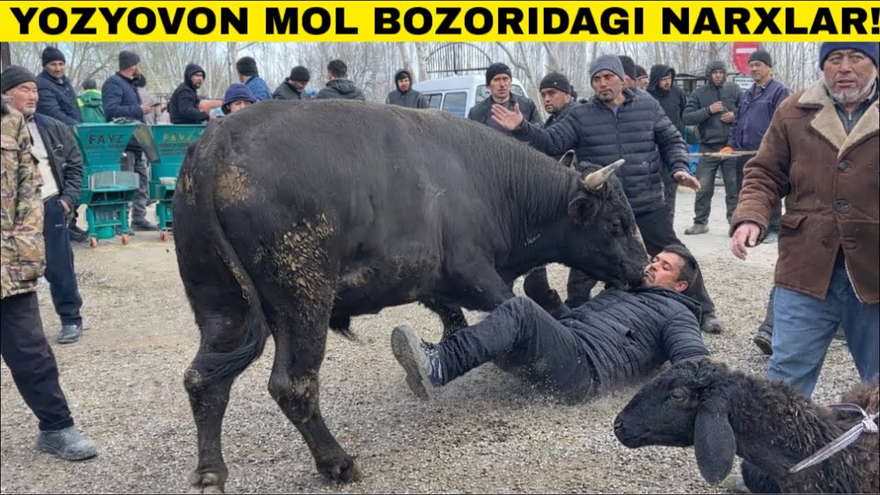 ДАХШАТ 😱 КАТТА БУКА ОДАМ СУЗДИМИ? ЁЗЁВОН МОЛ БОЗОР НАРХЛАРИ 2026!