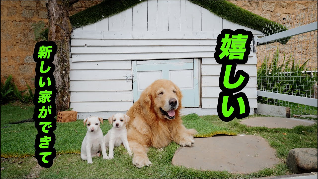 置き去りされた子犬たちのハウスが完成・子犬とゴールデンレトリバーに新しいハウスを見せたら、こうなりました。