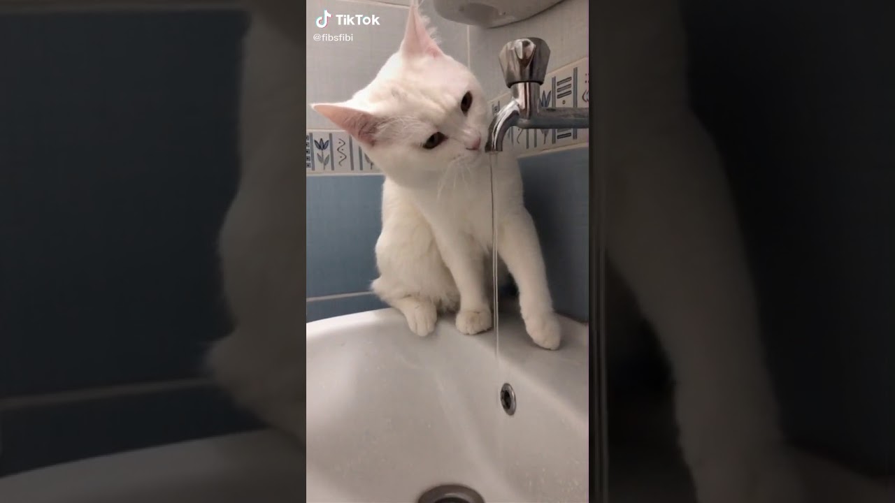 Akıllı kedi şu i&ccedil;iyor