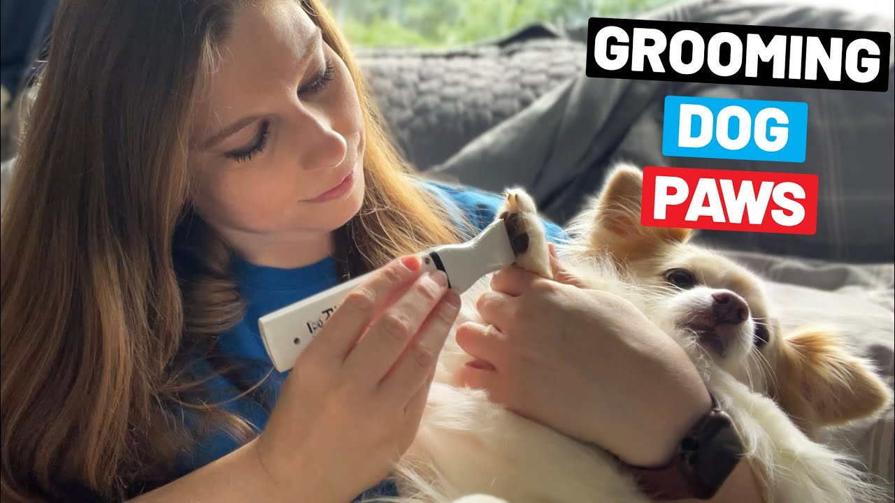 Groom My Dog’s Paws With Me