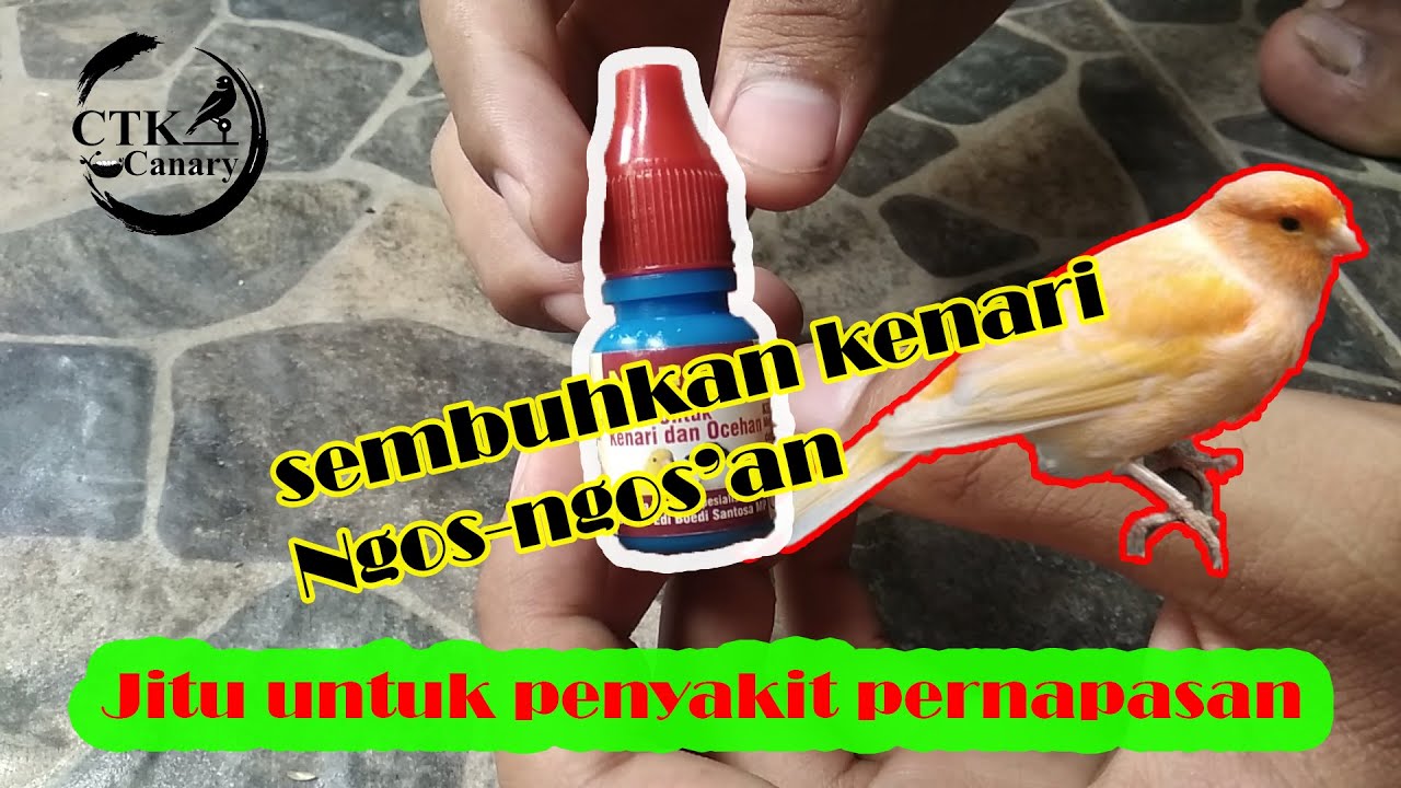MENGOBATI KENARI SESAK NAPAS & NGOS-NGOSAN (Kasus 2) | Mulai Berternak Season 1