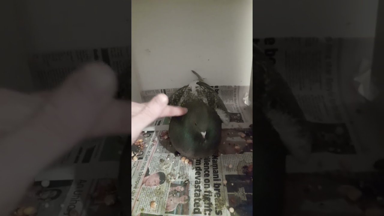 *** PIGEONS **** 2 MY HORSEMAN THEIF POUTERS 2022 YOUNG . BUY LEARNING THE SPORT VERY GOOD ...