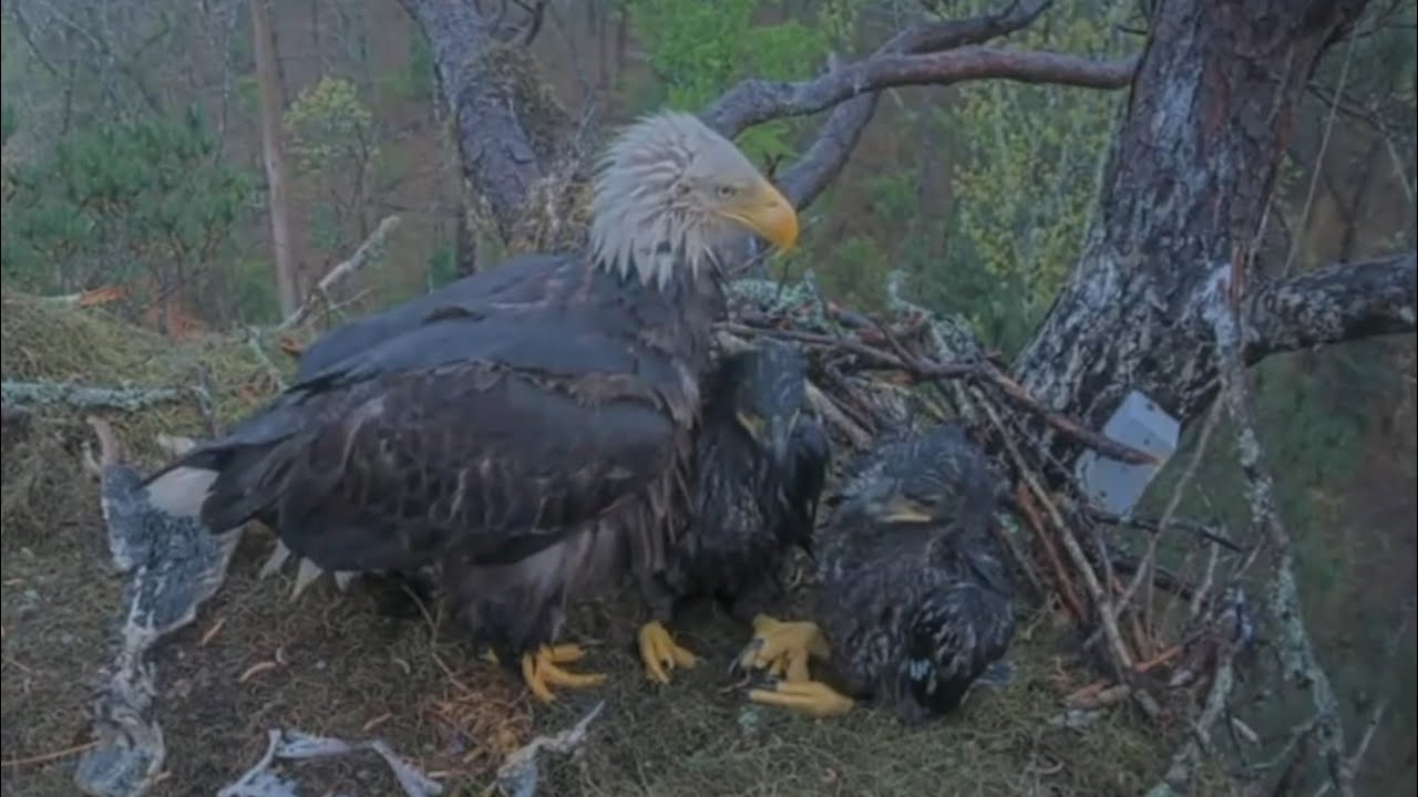 Eaglet settled under Mom to protect himself from rain | Kisatchie National Forest E-3 | Mar 11, 26