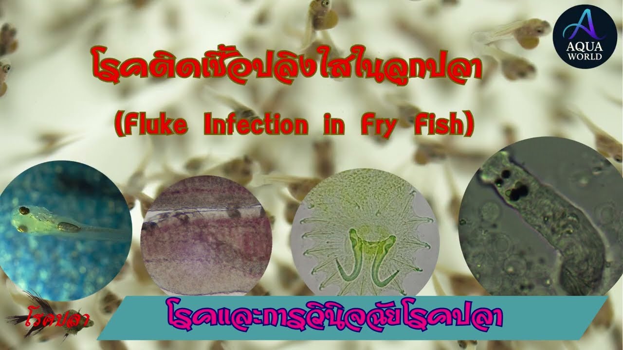 H2: โรคติดเชื้อปลิงใสในลูกปลาวัยอ่อน (Fluke Infection in Larvae-Juvenile Fish) | Hatchery_โรคปลา