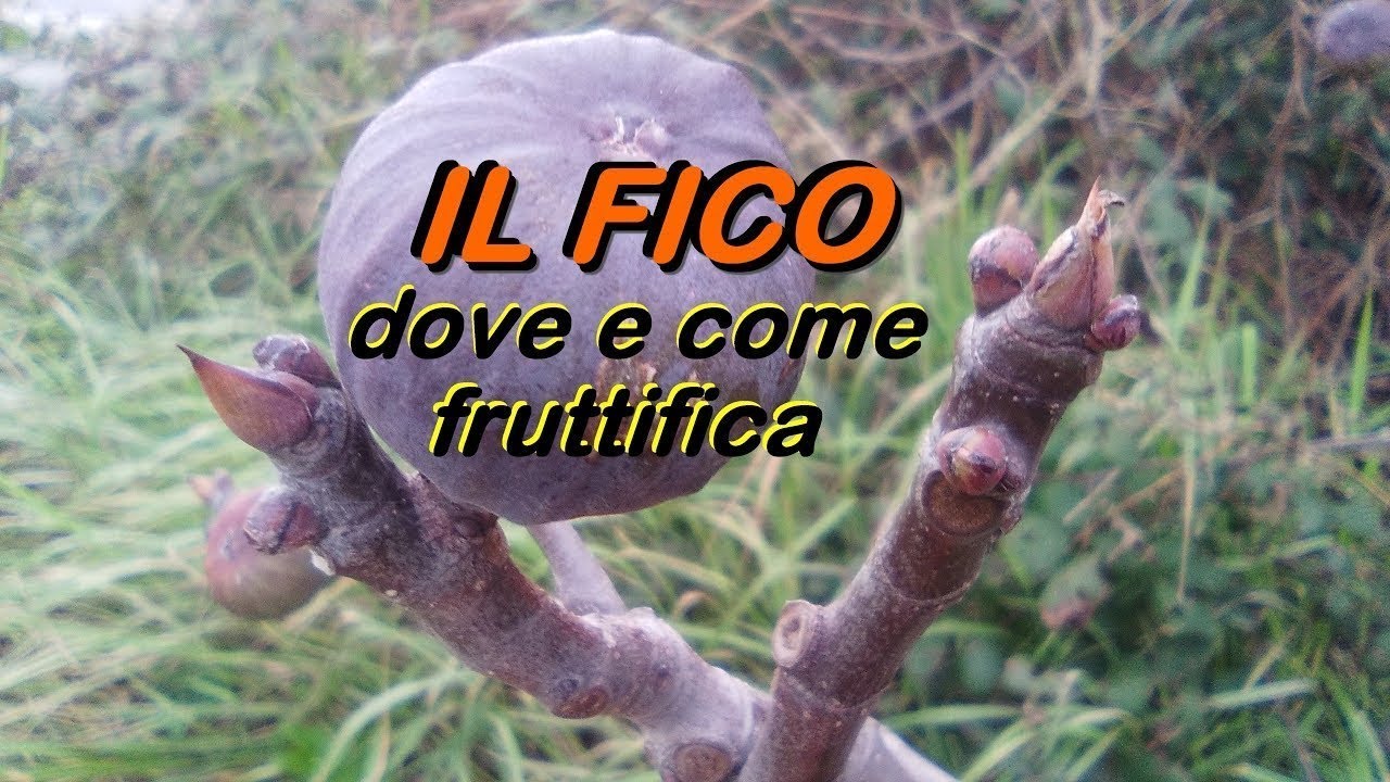 IL FICO DOVE E COME FRUTTIFICA