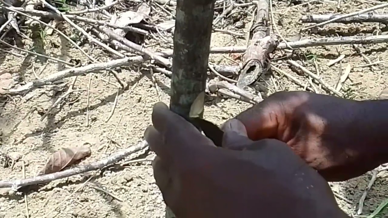 clonagem  simples e f&aacute;cil  para quem quer aprende e para quem esta comersando