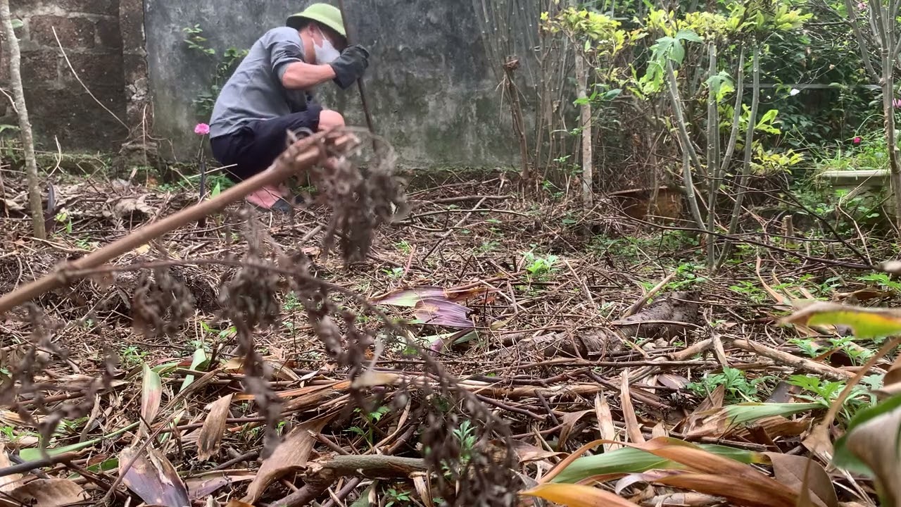 Thời điểm tốt đánh cây sang chậu