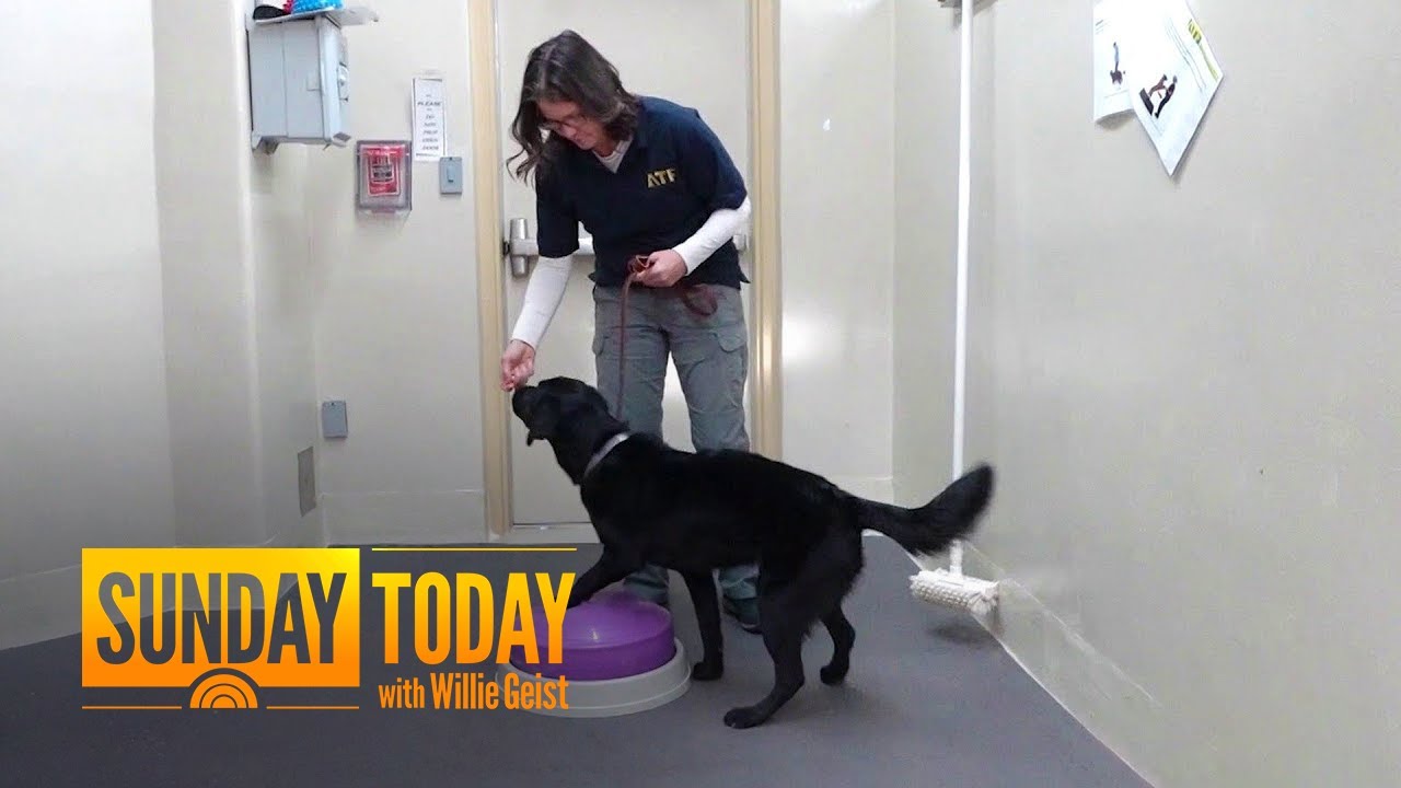Bravery With a Bark: How Dogs Are Trained for Federal Agencies