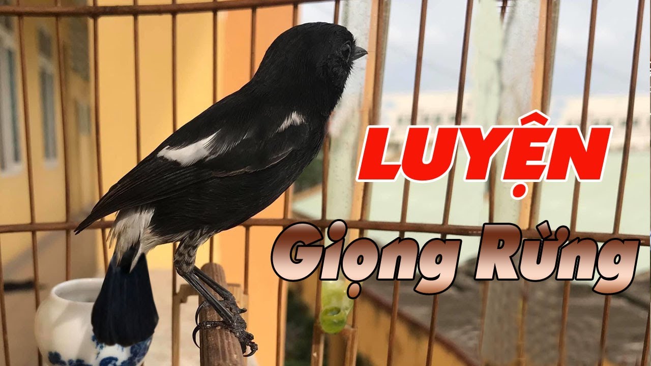 LUYỆN GIỌNG CH&Ograve;E ĐẤT, K&Iacute;CH CH&Iacute;CH CH&Ograve;E ĐẤT / Tuấn Mi