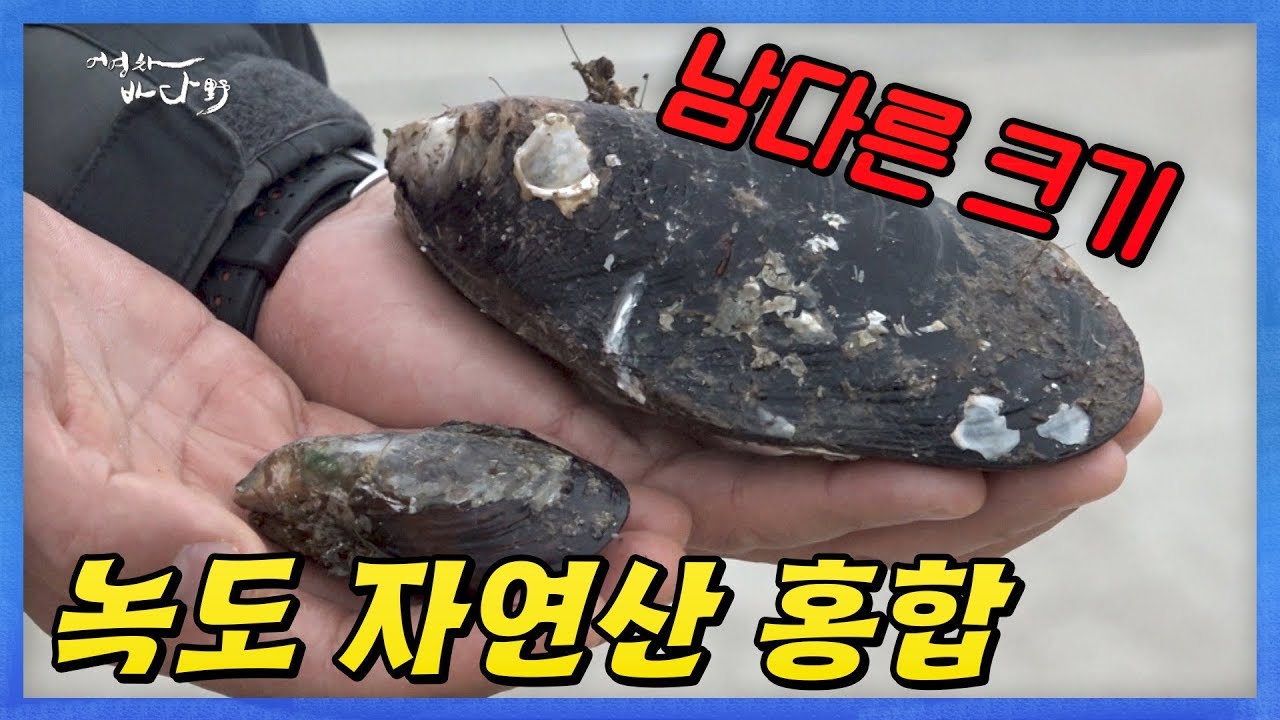 마트 홍합 비교불가. 이것이 대한민국 홍합이다 #보령 #녹도 #자연산 홍합 [어영차바다야]