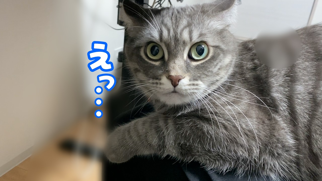 膝に乗った猫に「重い」と言ったら、この表情である笑