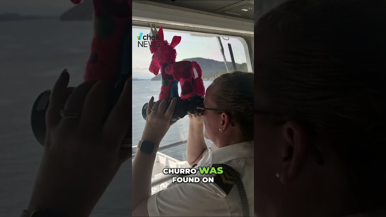 Ослик воссоединился с владельцем после приключения на пароме BC Ferries!