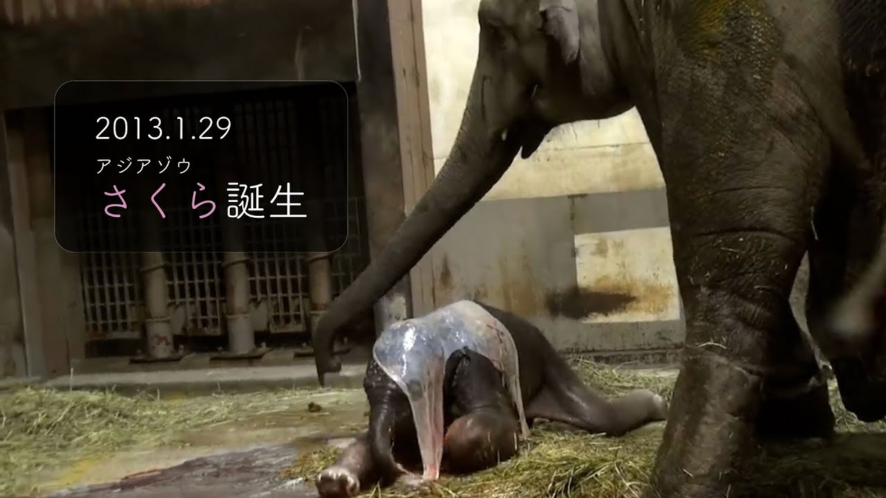 【東山動植物園公式】アジアゾウ「さくら」誕生 《 アジアゾウ　ゾウ 》