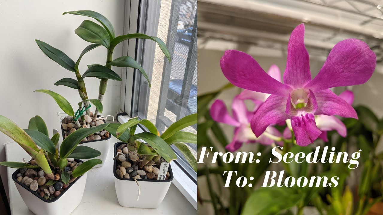 From Orchid Seedling to Blooming Sized Orchid | How long will it take to Bloom?
