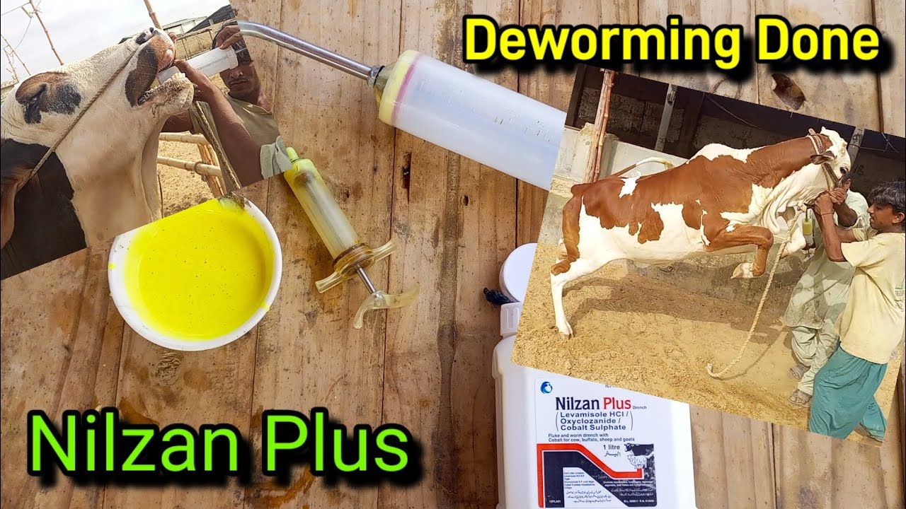 Alhamdulillah... Sab ki Deworming hogaye Nilzan Plus use ki humne