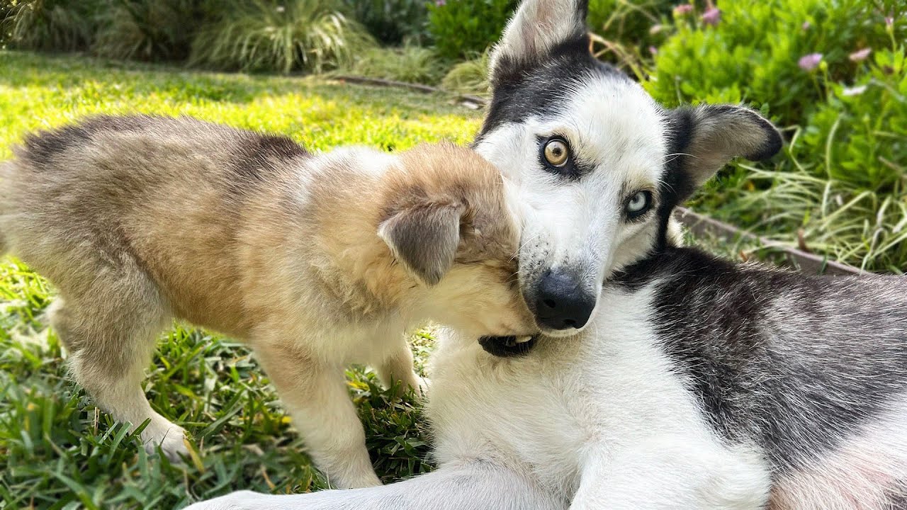 Why My Mother Dog HATES Her Husky Puppies