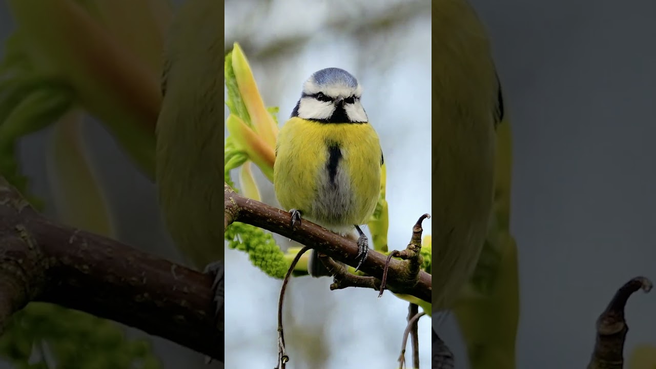 Blue Tit Calling in Spring - Bird Sounds #shorts