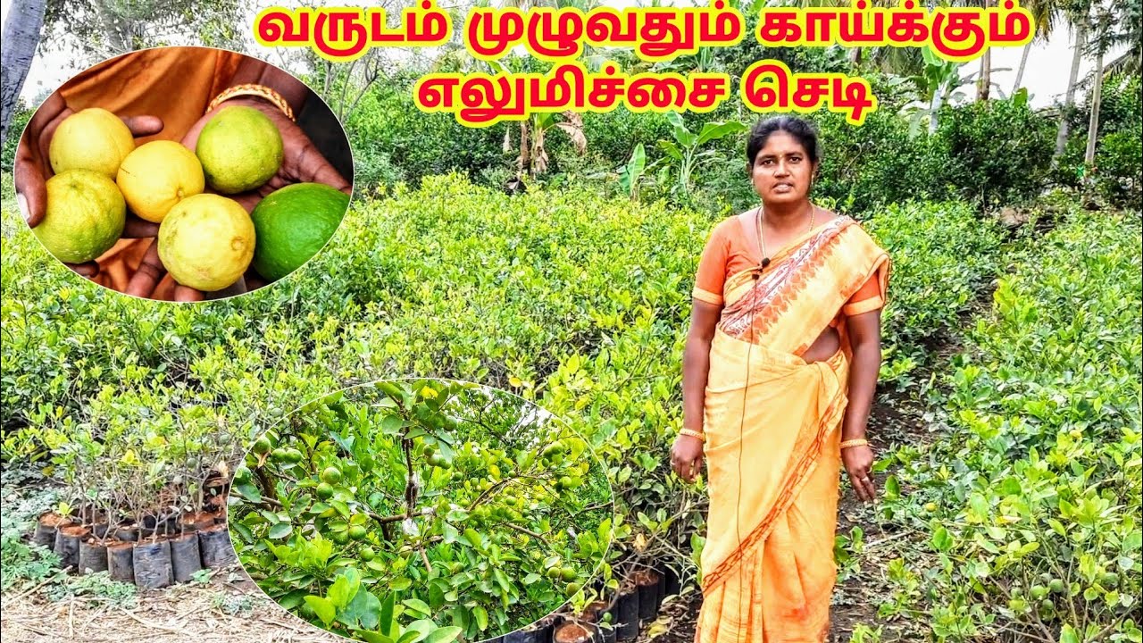 வருடம் முழுவதும் காய்க்கும் எலுமிச்சை செடி | Lemon Tree | குறைந்த செலவு அதிக வருமானம்