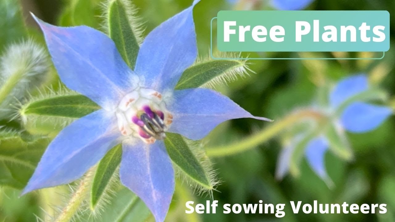 Self Sowing Vegetables and Flowers | Volunteer plants