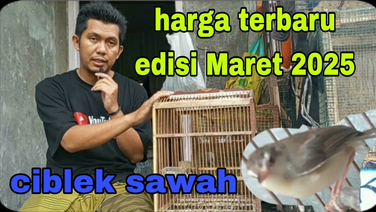 harga terbaru burung ciblek sawah edisi Maret 2025