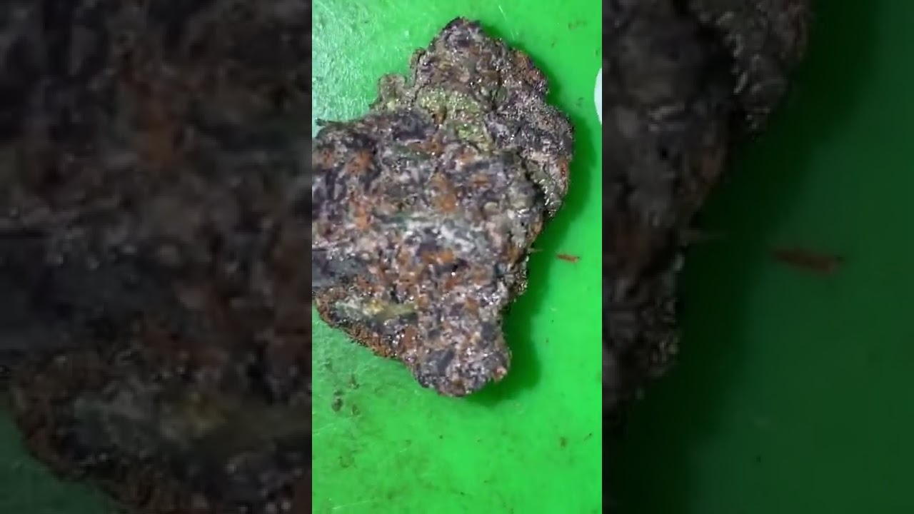 Mimosa strain review