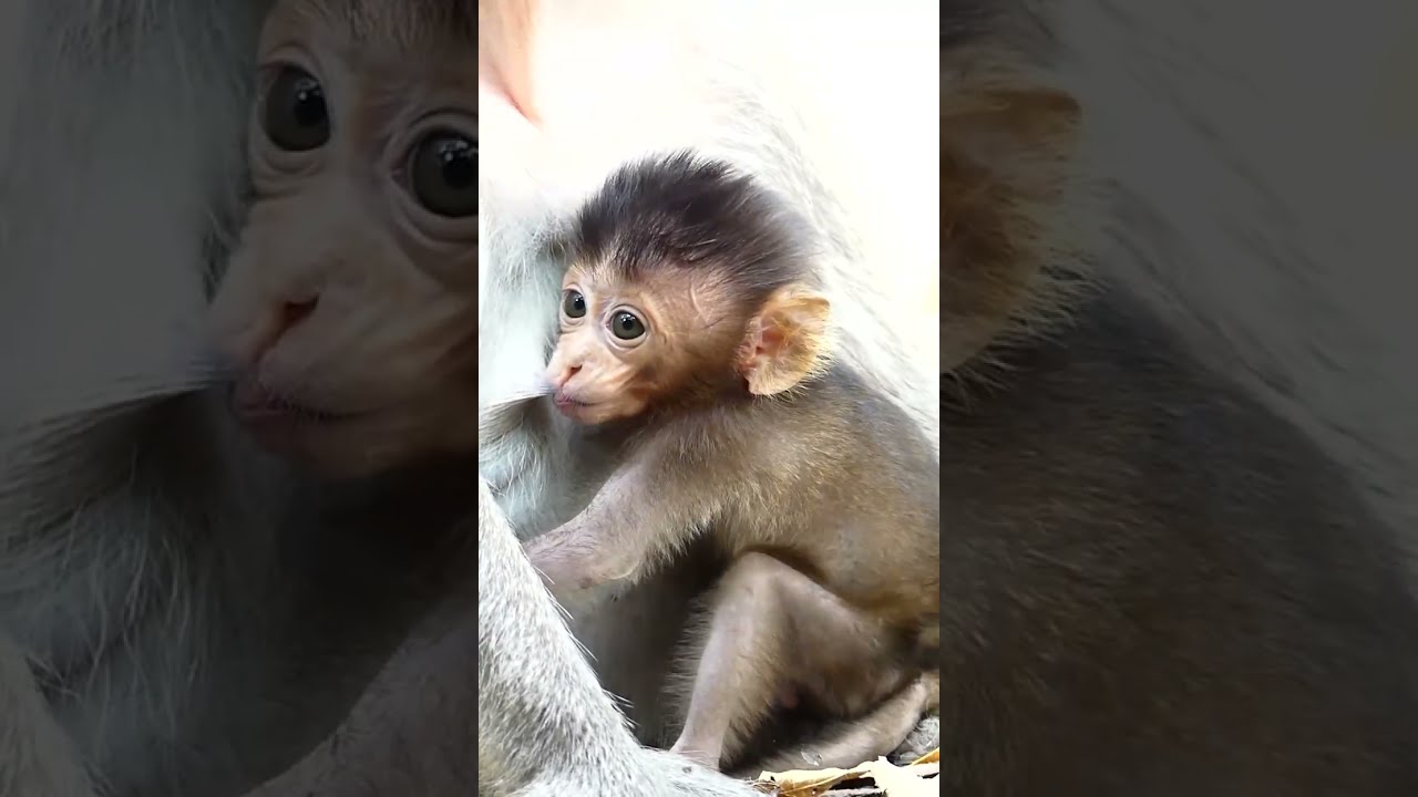 Say Good Bye with aria forever. Rest In Peace Little Aria. Clip Before she gone.