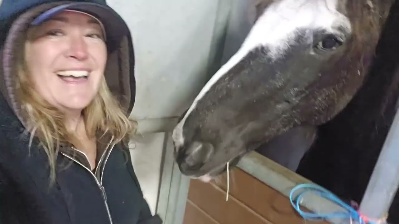 Riding soon.#Horses#love#happy