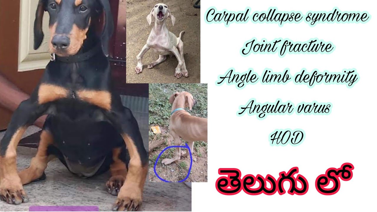 Bend leg problem in dogs & Solution Telugu | Telugu dogs | #Ad #Telugu Ad #telugupets #andhra