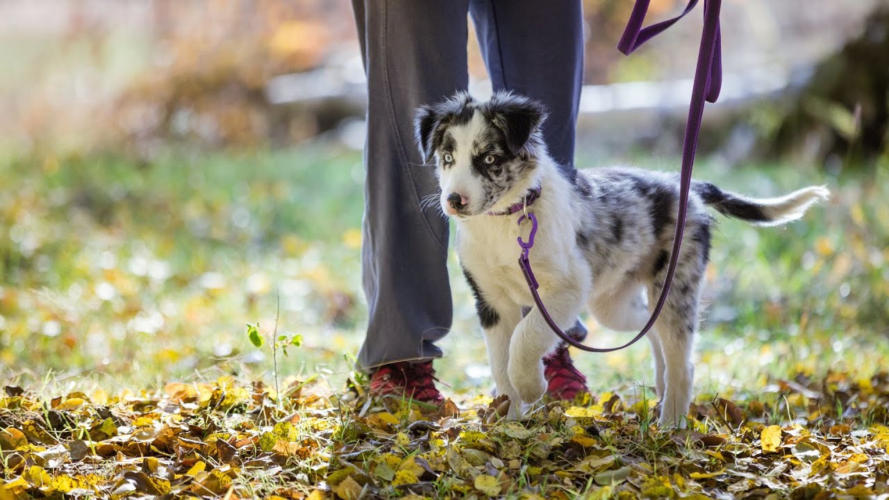 Border collie blue merle &ndash; najbardziej pożądane umaszczenie border collie