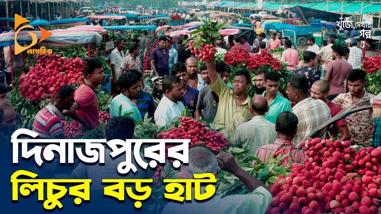বাংলাদেশের সব থেকে বড় পাইকারি লিচুর হাট | Dinajpur | Nagorik Durbeen