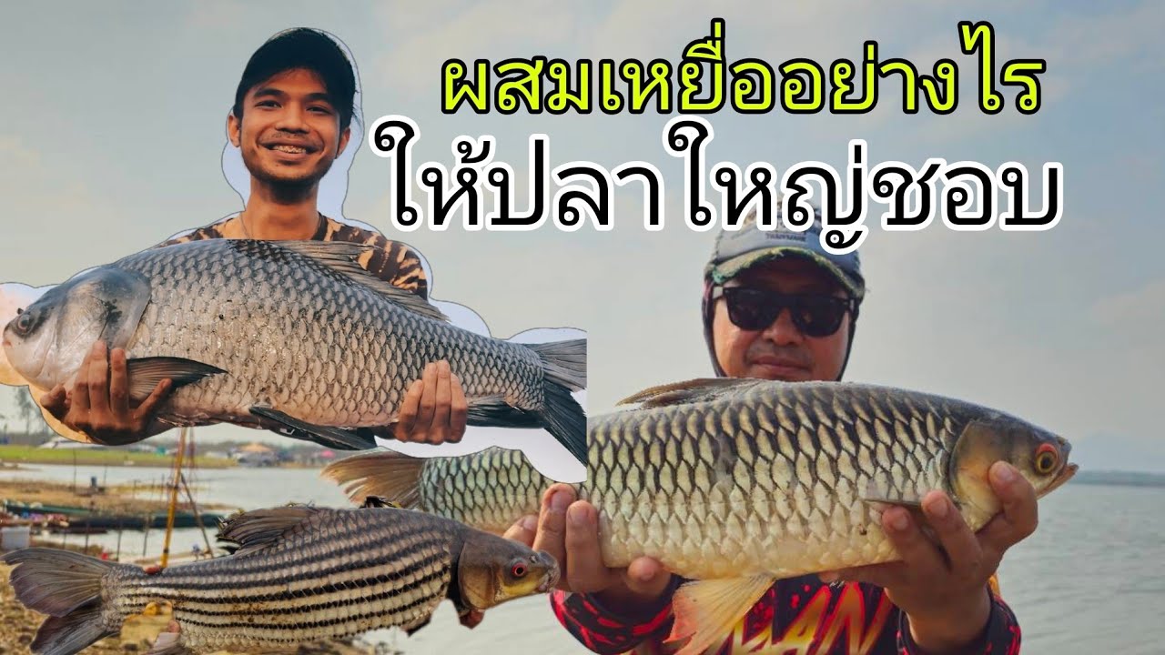วิธีผสมเหยื่อตกยี่สกไทย/ปลาเกล็ดไซด์ใหญ่ๆ #เทคนิคมิคเหยื่อตกปลาเกล็ดขนาดใหญ่ EP : 164