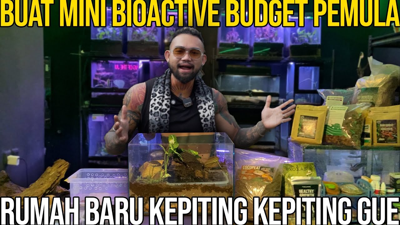 BUAT MINI BIOACTIVE BUDGET PEMULA RUMAH BARU KEPITING KEPITING GUE#Audreykingofthejungle #indoexotic