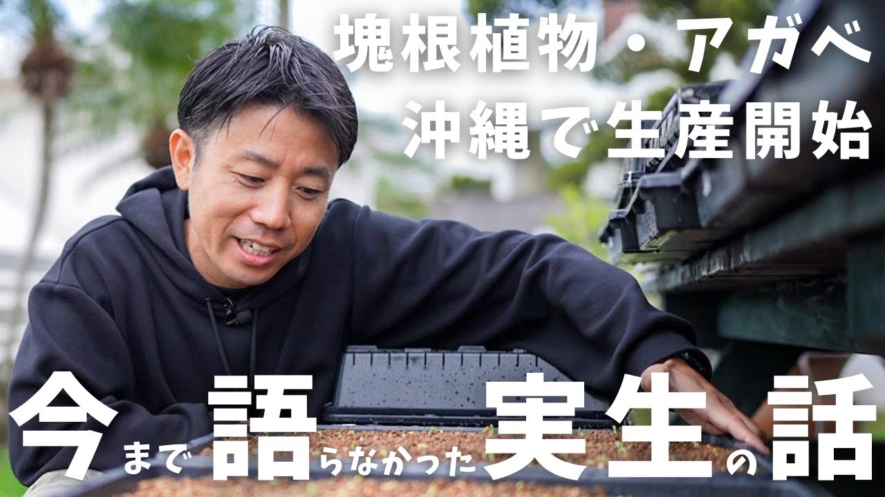 塊根アガベを播種した数はなんと...○○万粒！夢への第一歩は壮絶な日々でした。。。