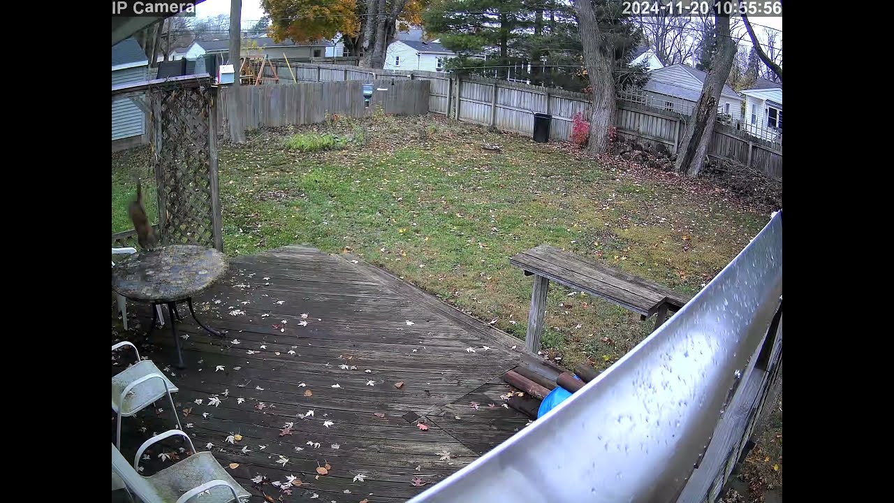 20241120 105154 Neighbors cat jumping onto table on back deck spedup20x during absence
