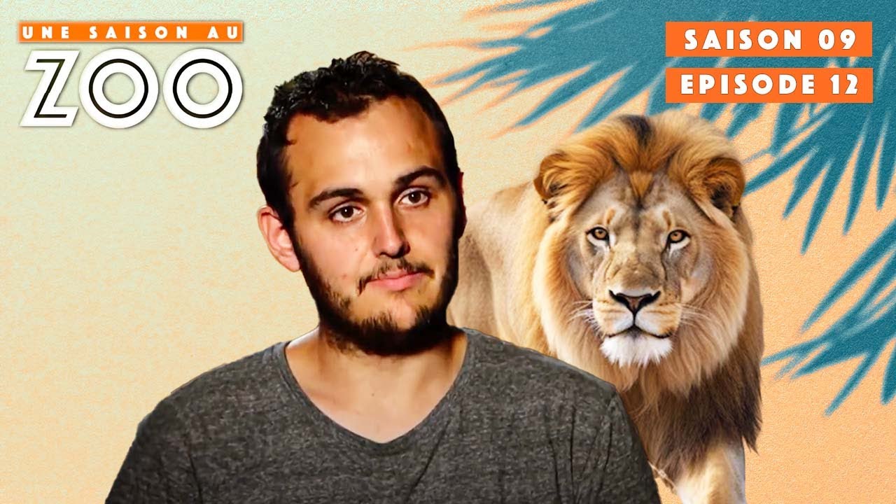 Nouveau pensionnaire au Zoo : Ebo le lion jaune | S09EP12 | Émission Intégrale | Une Saison Au Zoo