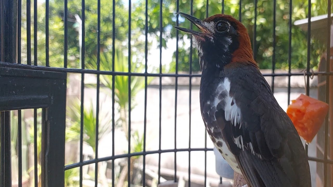 MAsteran dan Pancingan Burung Anis Kembang Muda - AK Gacor Ngeroll