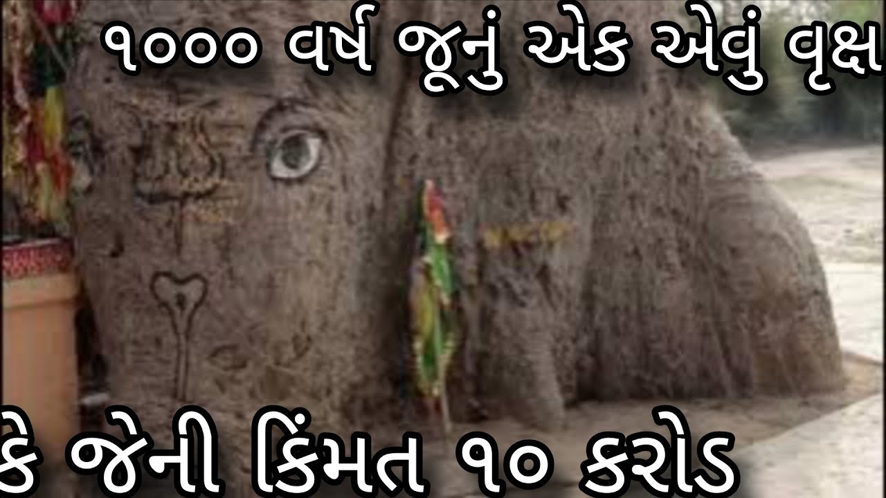 ૧૦૦૦ વર્ષ જૂનું  એક એવું વૃક્ષ કે જેની ૧૦ કરોડ કિંમત/ શ્રી રામદેવપીર મંદિર / ગણપતપુરા / પાદરા